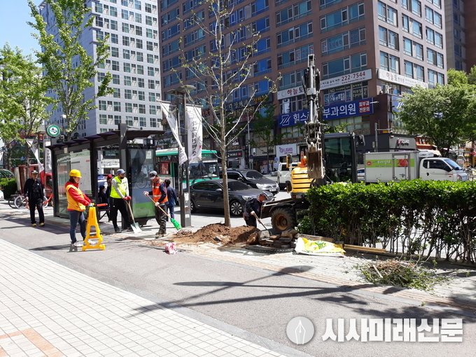 은행암나무 수종 교체 모습