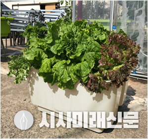 그린텃밭