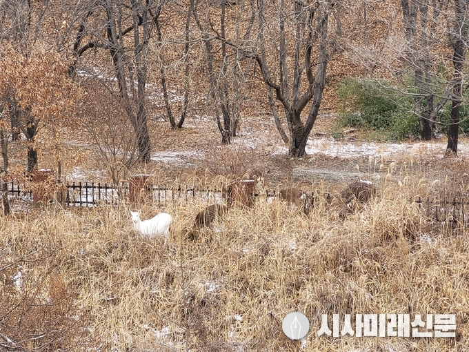 2021년 1월1일 사진 / 현지 독자제보