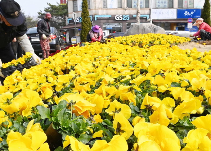 7일 남수원중학교 앞 교통섬을 꽃으로 꾸미고 있다.<br>
