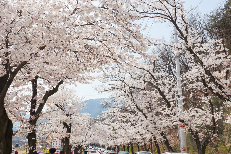 공주 동학사 벗꽃길