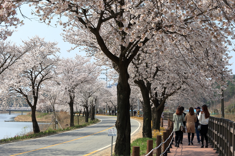 북면 벚꽃
