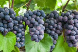 [기획보도] 안산시, 대표 특산물 7선 맛·명성 입소문… 브랜드 홍보 강화