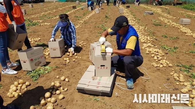 인천중구자원봉사센터 소속 봉사자 직접농사 지은 감자 40박스 기탁
