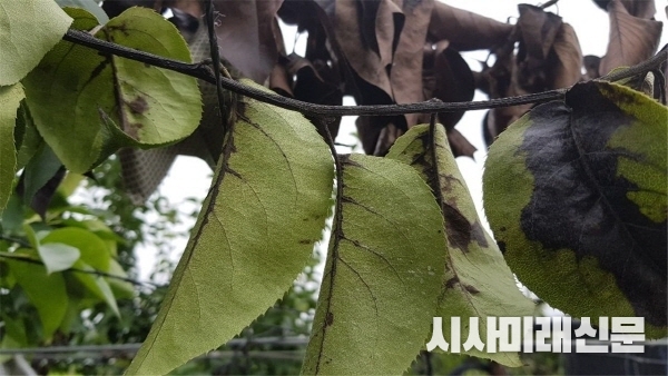 과수 화상병 예찰 및 사전방제에 주력!(증상사진)