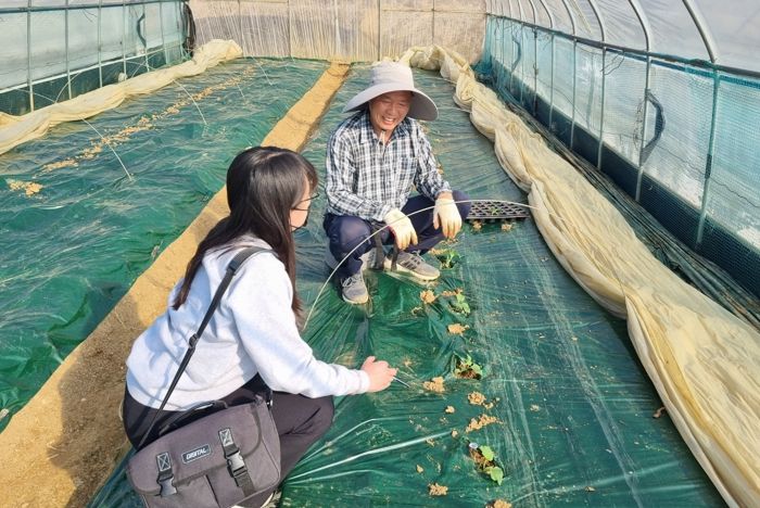천안시농업기술센터 직원이 지난 2일 농가를 방문해 멜론 적기 정식과 정식 후 활착 등 관리 요령을 지도하고 있다.