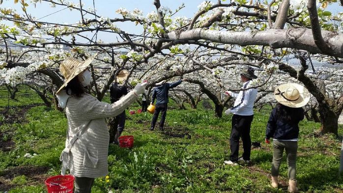 지난해 천안시 공무원들이 인공수분 작업을 펼치고 있는 모습.
