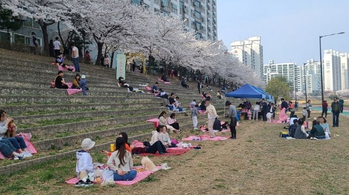'먼저 온 봄, 의정부 호원 벚꽃축제' 성황리에 진행
