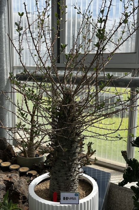 희귀 선인장 다육식물 경진대회 작품 (최우수상, 콜룸나리스)