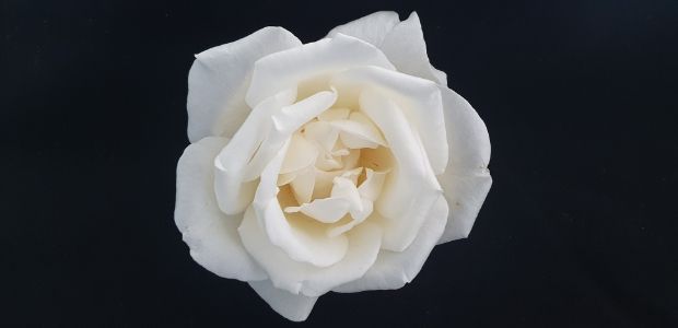 향기 장미 계통 ‘15R 12-2’ 꽃잎