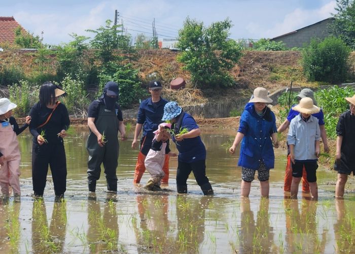 김포시는 지난 8일 월곶면 개곡리에 위치한 밀다리마을박물관을 거점으로 지난 8일 ‘밀다리쌀’ 모내기를 시작했다. 김포시농업기술센터에서 자광미의 종자를 확보하고, 김포문화재단에서 함께 할 시민을 모집해 40여명의 시민이 함께 자광미 모내기에 나서는 등 협업으로 첫 발을 내딛었다. 이날 모내기는 50평 가량은 자광미로, 잔여지에는 돼지찰벼를 비롯해 우리나라에서 자라는 다양한 토종벼 8종과 추청벼 등 총 12종의 벼를 심었다.