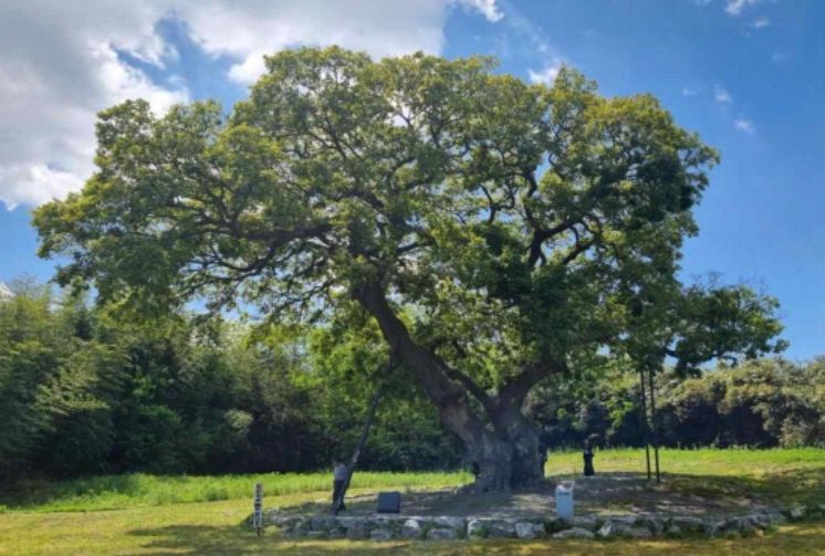 군산 하제마을 팽나무 전경