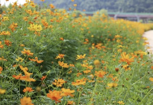 창릉천에 만개한 황화코스모스