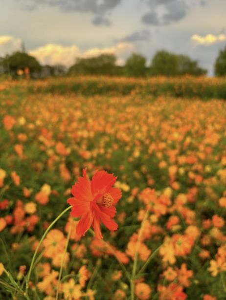 해질녘 강매석교공원 코스모스