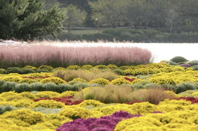 고양가을꽃축제'가 열리는 일산호수공원