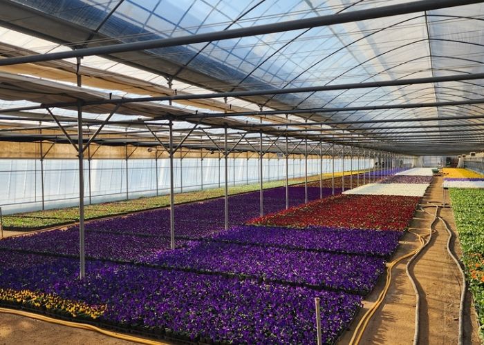 양묘장에 활짝 핀 팬지…안양시, 봄꽃 출하 준비에 분주