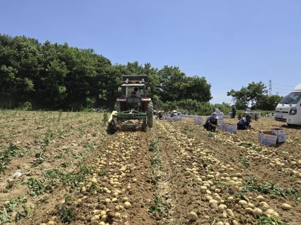 감자 수확 현장