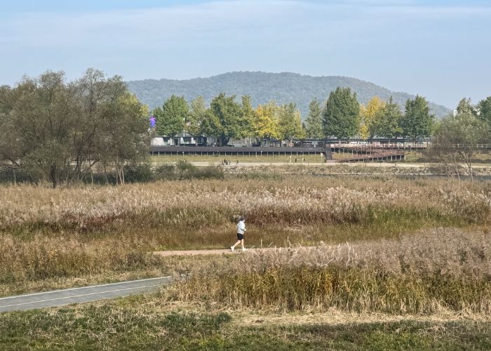 ‘가을의 도시’ 아산서 은빛 억새·황금 단풍 즐겨요