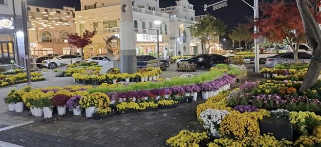 지중해마을에 새롭게 전시된 국화