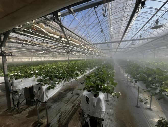 광주시, 선택형 맞춤 농정사업 추진…명품 농산물 육성 본격화