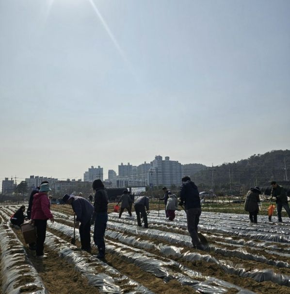 시흥시 신현동 통장협의회, '이웃돕기 감자 심기' 행사 진행