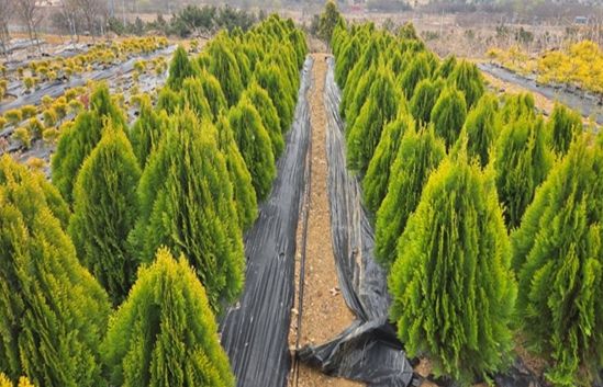 계양공원사업소, 상반기 공공녹지 조성용 수목 11만 1천 주 공급